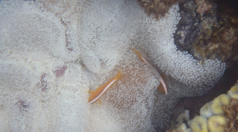 �l�C�̃X���[�W�[�b�_�C�G�b�g�X���[�W�[�I�y���K�t���[�c�X���[�W�[�z
���T�C�g